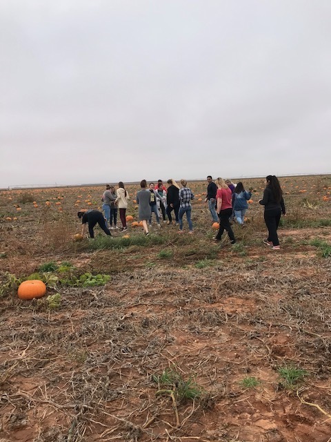 Pumpkin Patch Field Trip